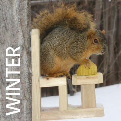 squirrel on feeder and when you hover, winter background changes to spring